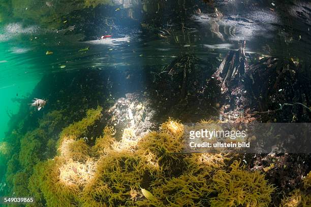 Mangroves with Sponges, Jellyfish Lake, Micronesia, Palau