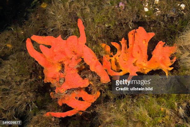 Red Sponge in Jellyfish Lake, Jellyfish Lake, Micronesia, Palau
