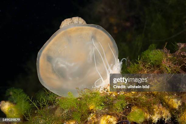 Anemone feed Jellyfish, Entacmaea medusivora, Mastigias papua etpisonii, Jellyfish Lake, Micronesia, Palau