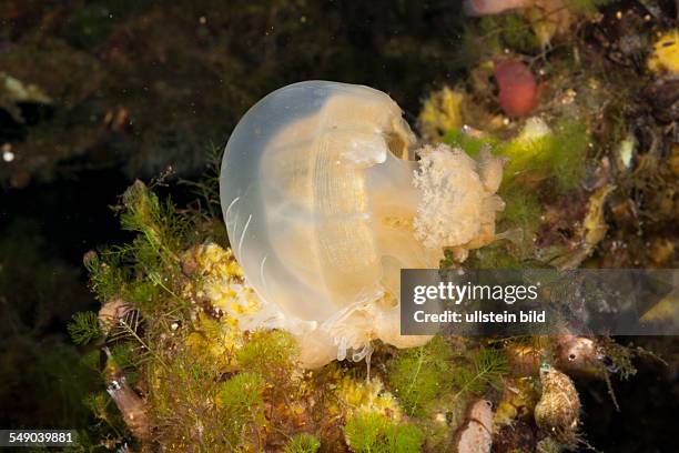 Anemone feed Jellyfish, Entacmaea medusivora, Mastigias papua etpisonii, Jellyfish Lake, Micronesia, Palau