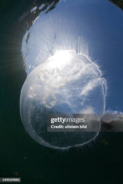 Moon Jellyfish, Aurita aurita, Jellyfish Lake, Micronesia, Palau