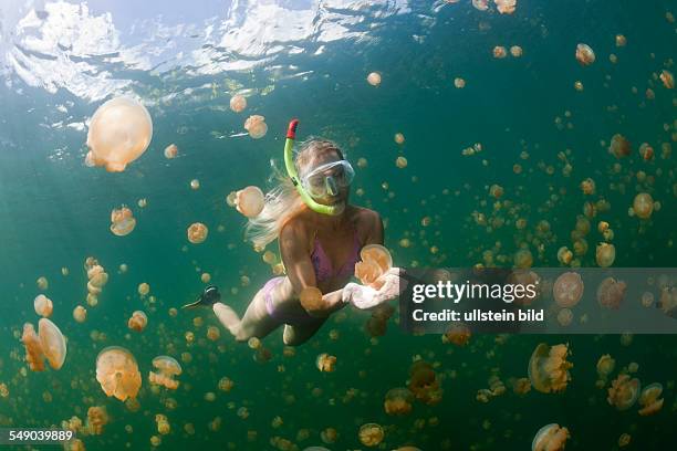 Snorkeling in Jellyfish Lake, Mastigias papua etpisonii, Jellyfish Lake, Micronesia, Palau