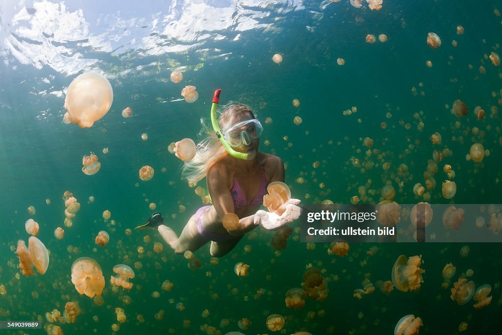 Snorkeling in Jellyfish Lake, Mastigias papua etpisonii, Jellyfish Lake, Micronesia, Palau