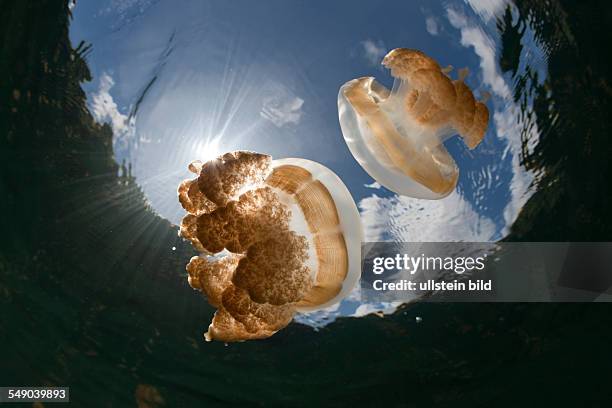 Mastigias Jellyfish, Mastigias papua etpisonii, Jellyfish Lake, Micronesia, Palau