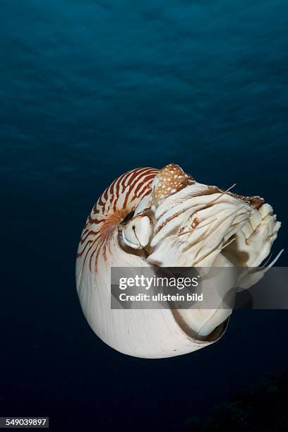 Chambered Nautilus, Nautilus belauensis, Micronesia, Palau