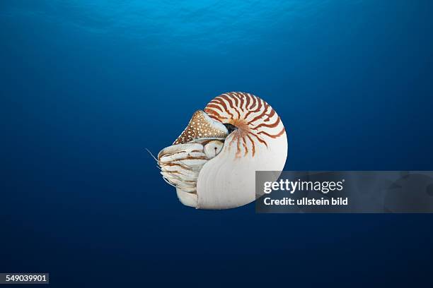 Chambered Nautilus, Nautilus belauensis, Micronesia, Palau