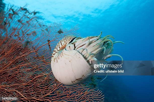 Chambered Nautilus, Nautilus belauensis, Micronesia, Palau