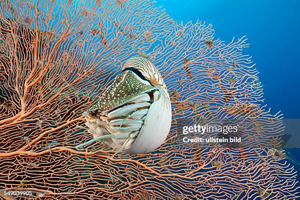 Chambered Nautilus, Nautilus belauensis, Micronesia, Palau