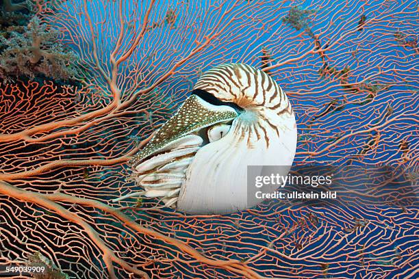 Chambered Nautilus, Nautilus belauensis, Micronesia, Palau