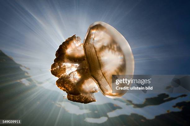 Mastigias Jellyfish, Mastigias papua etpisonii, Jellyfish Lake, Micronesia, Palau