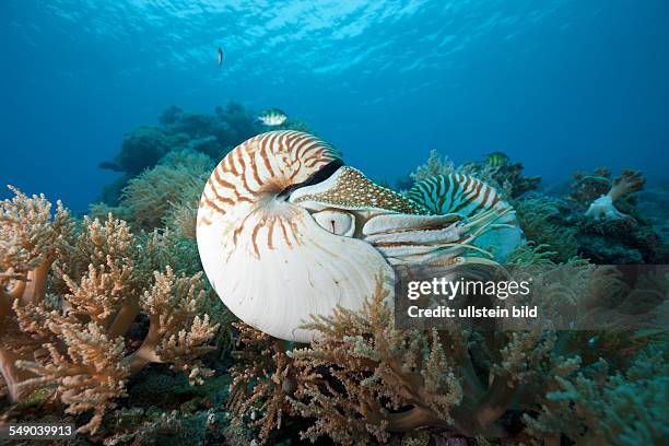 Chambered Nautilus, Nautilus belauensis, Micronesia, Palau