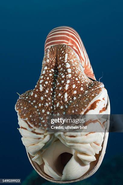 Chambered Nautilus, Nautilus belauensis, Micronesia, Palau