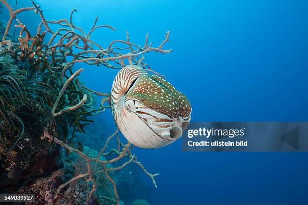 Chambered Nautilus, Nautilus belauensis, Micronesia, Palau