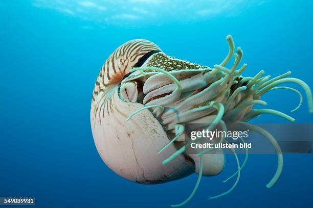 Chambered Nautilus, Nautilus belauensis, Micronesia, Palau