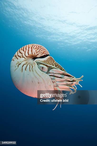 Chambered Nautilus, Nautilus belauensis, Micronesia, Palau