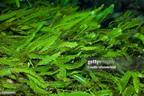 Killer Algae Caulerpa, Caulerpa, Mediterranean Sea, France