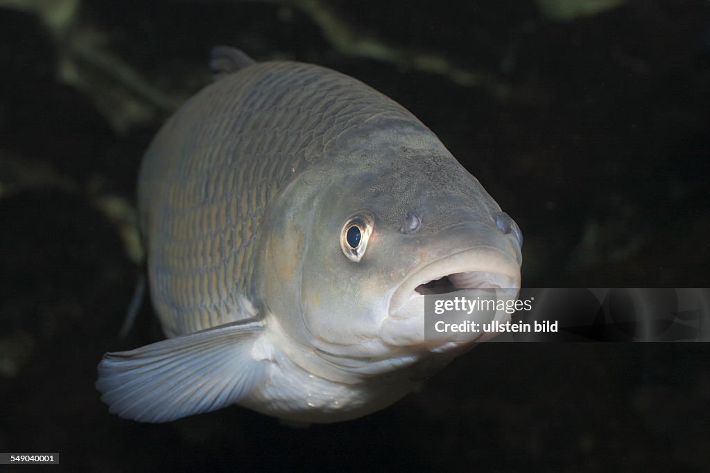 European Chub, Leuciscus cepahlus, Upper Lusatia, Saxony, Germany