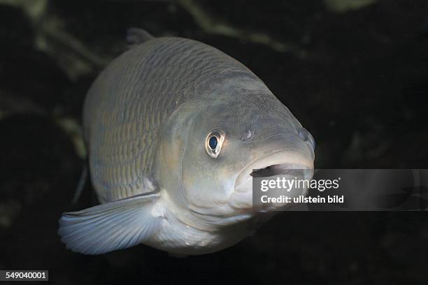 European Chub, Leuciscus cepahlus, Upper Lusatia, Saxony, Germany