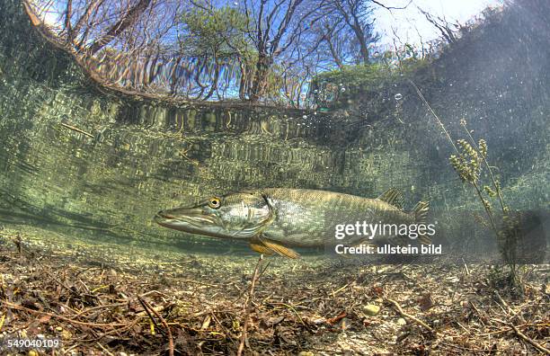 Northern Pike, Esox lucius, Germany, Echinger Weiher Lake, Munich, Bavaria