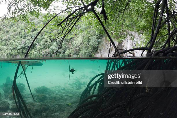 Mangroves Trees under Water, Risong Bay, Micronesia, Palau