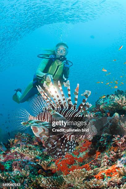 Diver and Lionfish, Pterois miles, Maya Thila, North Ari Atoll, Maldives