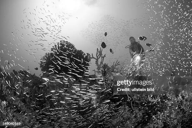 Coral Reef with Pigmy Sweepers, Parapriacanthus sp., Maya Thila, North Ari Atoll, Maldives