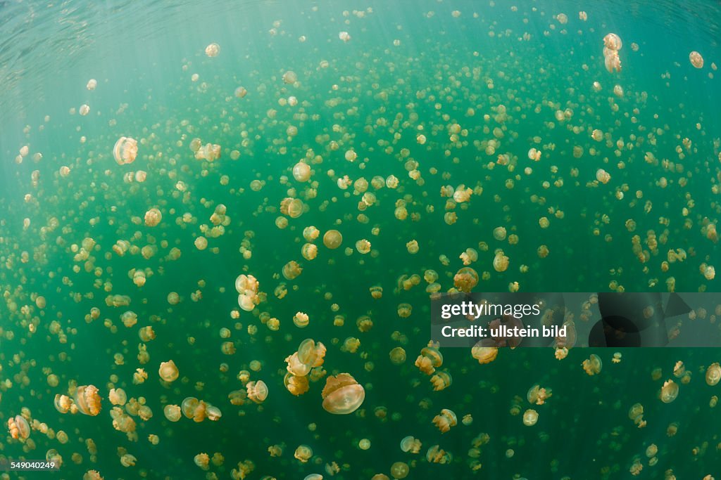 Jellyfish Lake with Mastigias Jellyfish, Mastigias papua etpisonii, Jellyfish Lake, Micronesia, Palau