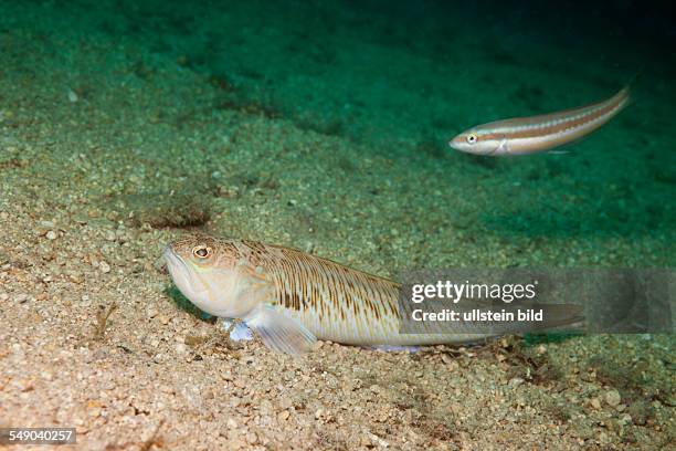 Weever Fish Facts Weever Fish TEPEHL weever-fish-facts-weever-fish-tepehl