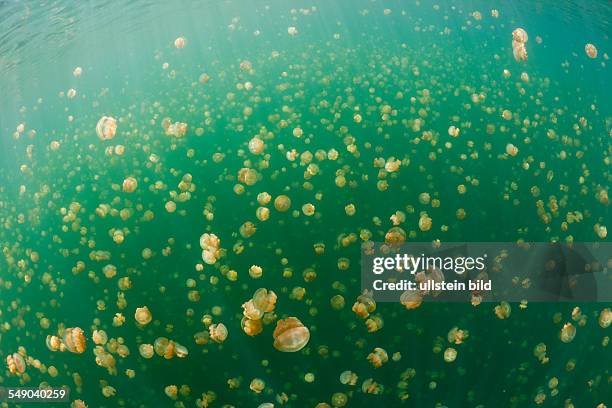 Jellyfish Lake with Mastigias Jellyfish, Mastigias papua etpisonii, Jellyfish Lake, Micronesia, Palau