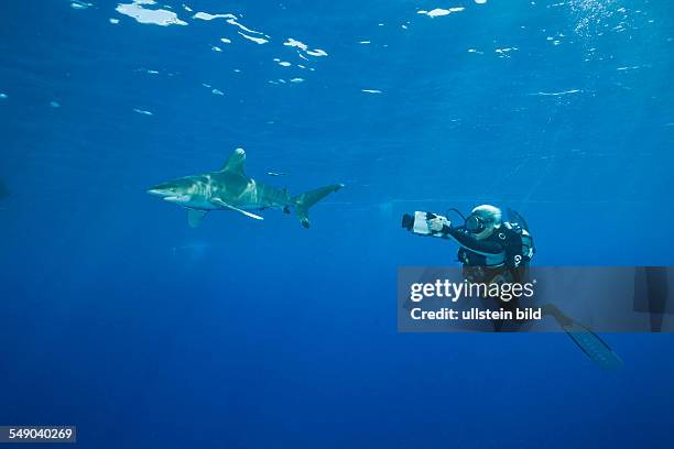 Oceanic Whitetip Shark, Carcharhinus longimanus, Daedalus Reef, Red Sea, Egypt
