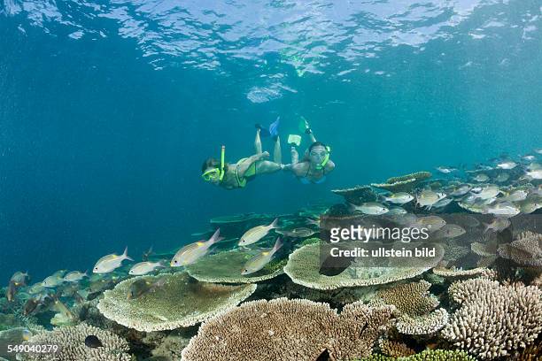 Healty Reef and Skin diver, Ellaidhoo House Reef, North Ari Atoll, Maldives