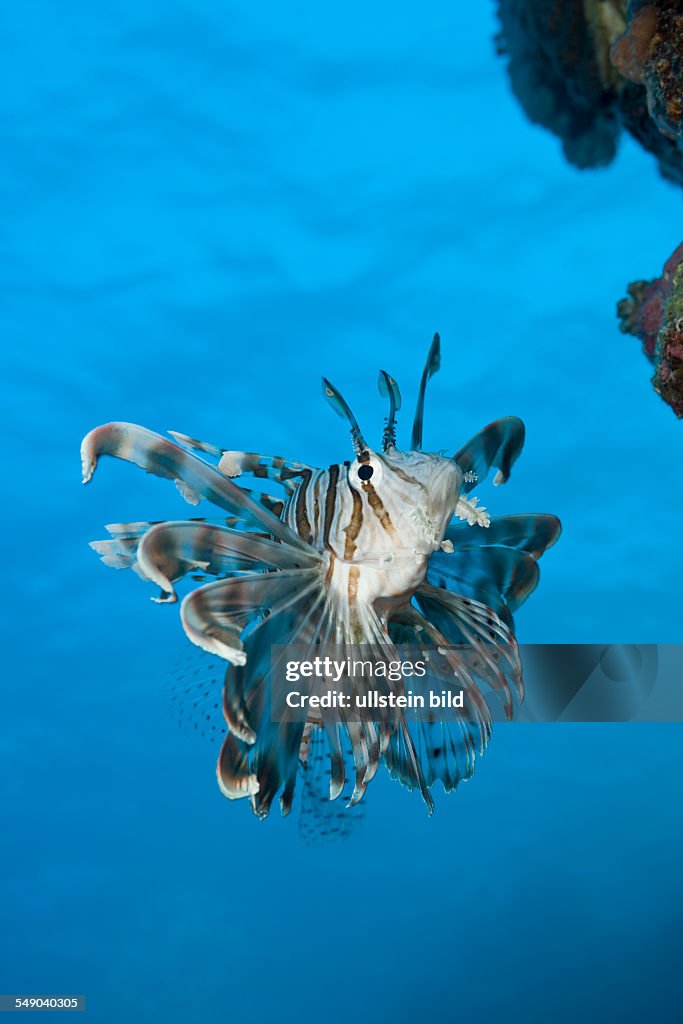 Lionfish, Pterois volitans, Daedalus Reef, Red Sea, Egypt