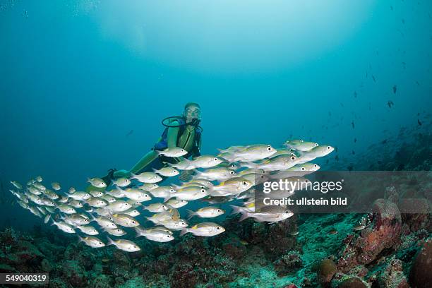 Glowspot Emperor and Diver, Gnathodentex aurolineatus, Medhu Faru Reef, South Male Atoll, Maldives