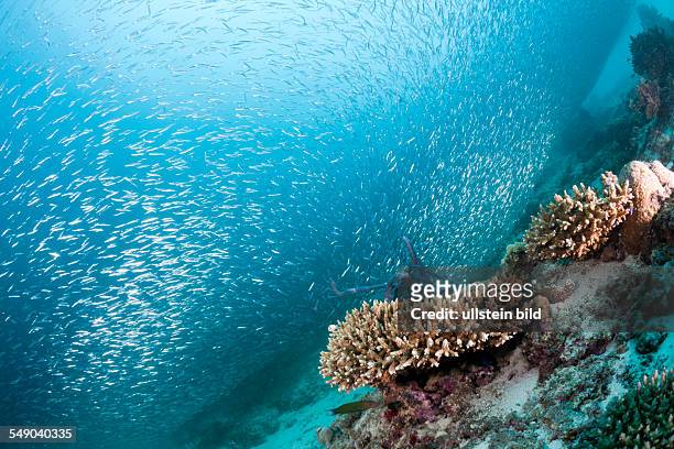 Sardine Fusiliers over Coral Reef, Dipteryginotus balteatus, Medhu Faru Reef, South Male Atoll, Maldives