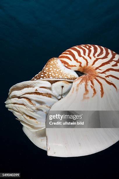 Chambered Nautilus, Nautilus belauensis, Micronesia, Palau