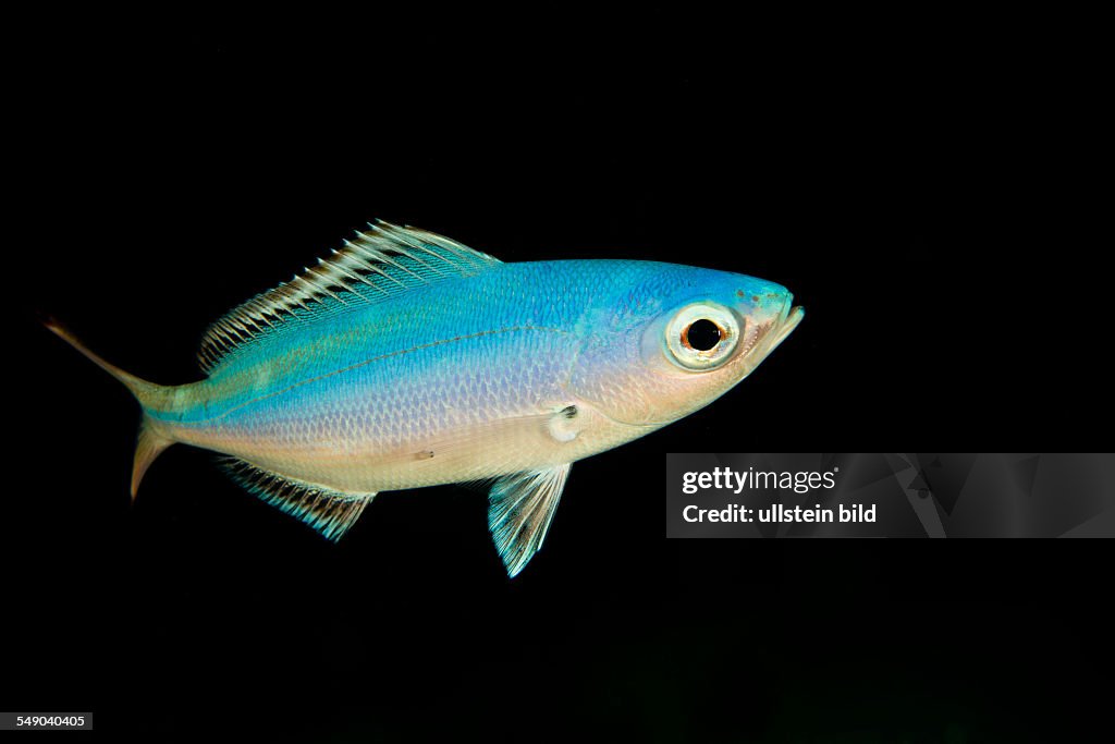 Lunar Fusilier, Caesio lunaris, St. Johns Reef, Rotes Meer, Egypt