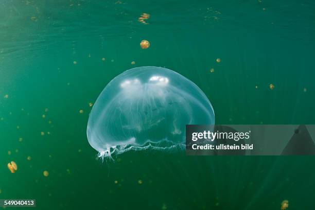 Giant Moon Jellyfish in Jellyfish Lake, Aurita aurita, Jellyfish Lake, Micronesia, Palau