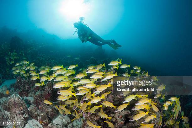 Shoal of Bluestripe Snapper and Diver, Lutjanus kasmira, Medhu Faru Reef, South Male Atoll, Maldives