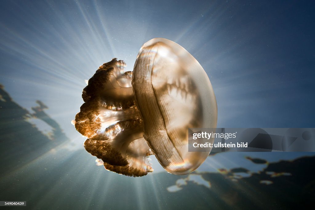 Mastigias Jellyfish in Backlight, Mastigias papua etpisonii, Jellyfish Lake, Micronesia, Palau