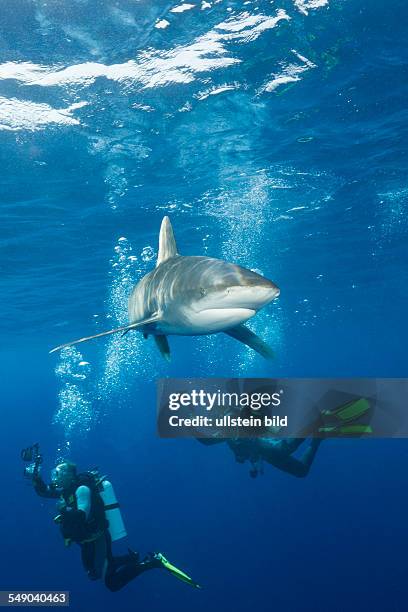 Oceanic Whitetip Shark, Carcharhinus longimanus, Daedalus Reef, Red Sea, Egypt