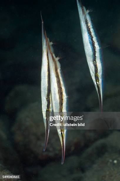 Striped Razorfish, Aeoliscus strigatus, Short Dropoff, Micronesia, Palau