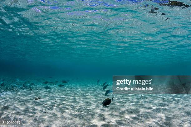 Shallow Lagoon, Ellaidhoo House Reef, North Ari Atoll, Maldives