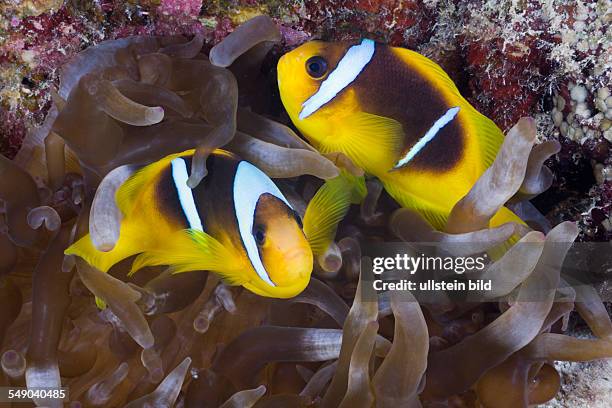 Red Sea Anemonefish, Amphiprion bicinctus, Marsa Alam, Red Sea, Egypt