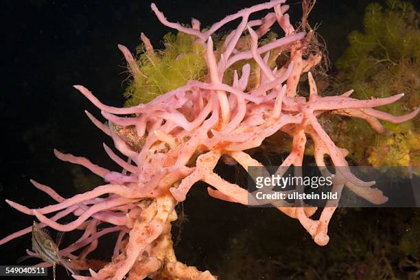 Sponge in Jellyfish Lake, Jellyfish Lake, Micronesia, Palau