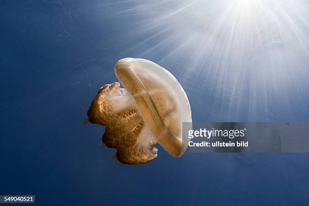 Mastigias Jellyfish in Backlight, Mastigias papua etpisonii, Jellyfish Lake, Micronesia, Palau
