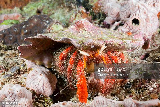 Red Hermit Crab, Diogenidae, North Ari Atoll, Maldives