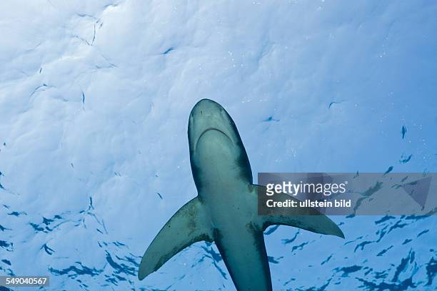 Oceanic Whitetip Shark, Carcharhinus longimanus, Brother Islands, Red Sea, Egypt