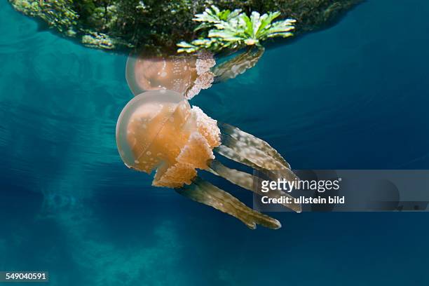 Mastigias Jellyfish, Matigias papua, Risong Bay, Micronesia, Palau