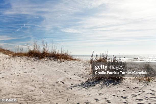 sand dune and coastal plants - hilton head photos et images de collection