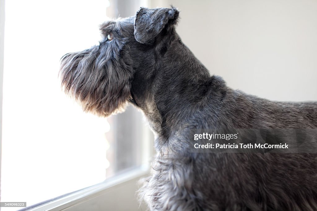 Black Dog Looking Outside